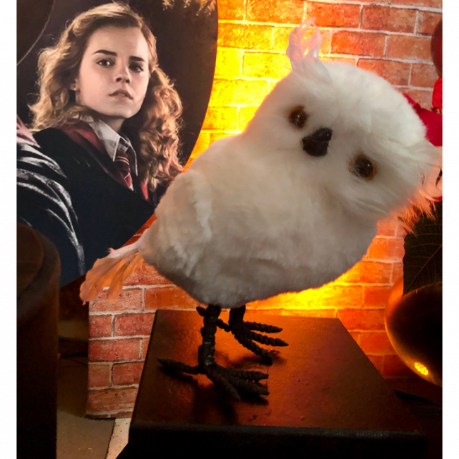 Coruja