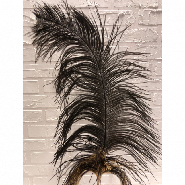 Pluma preta