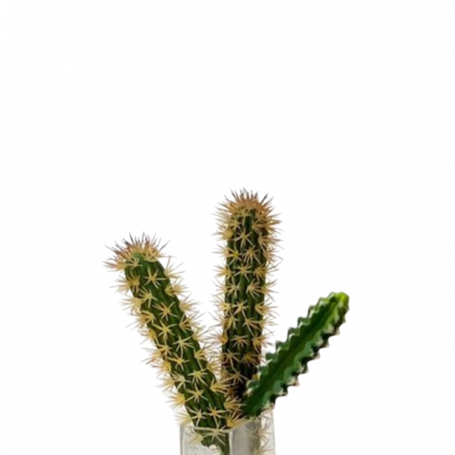 CACTO