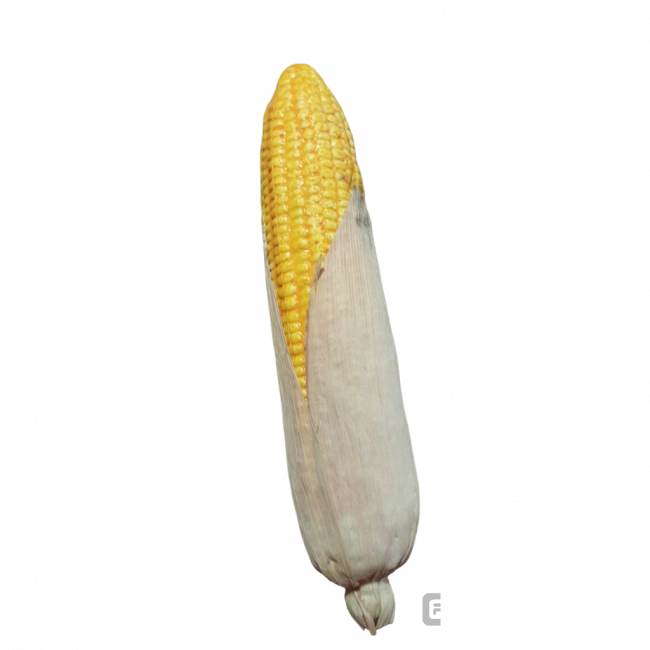 Espiga milho
