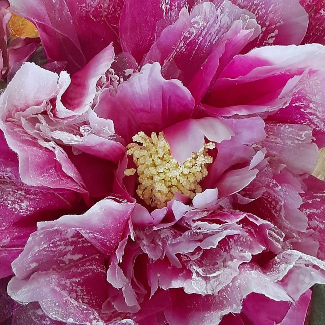 FLOR GRANDE