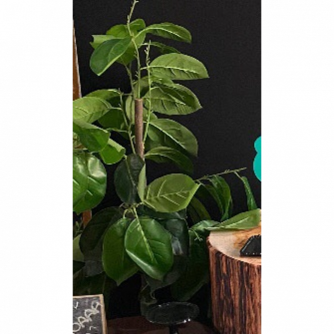 Planta