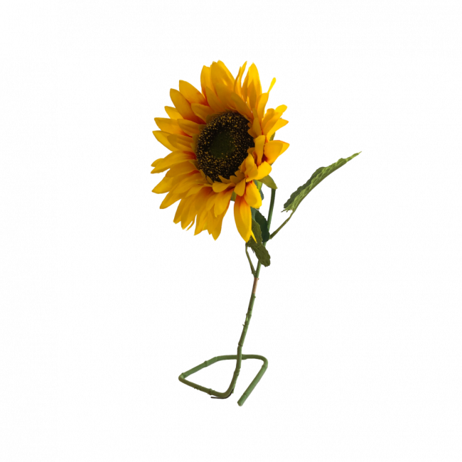 GIRASSOL