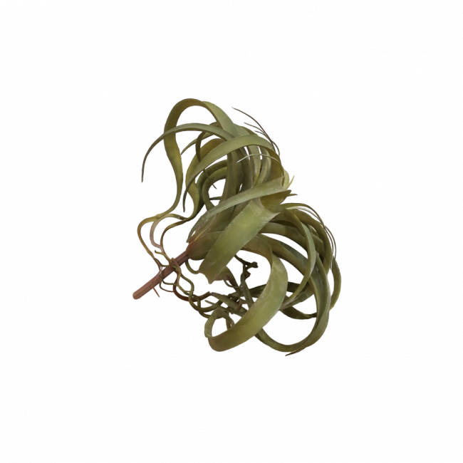 SUCULENTA G