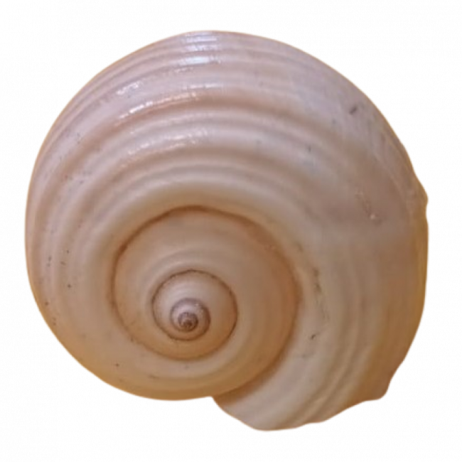 Concha G
