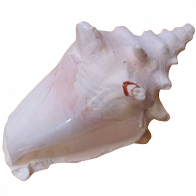 Concha espiral G