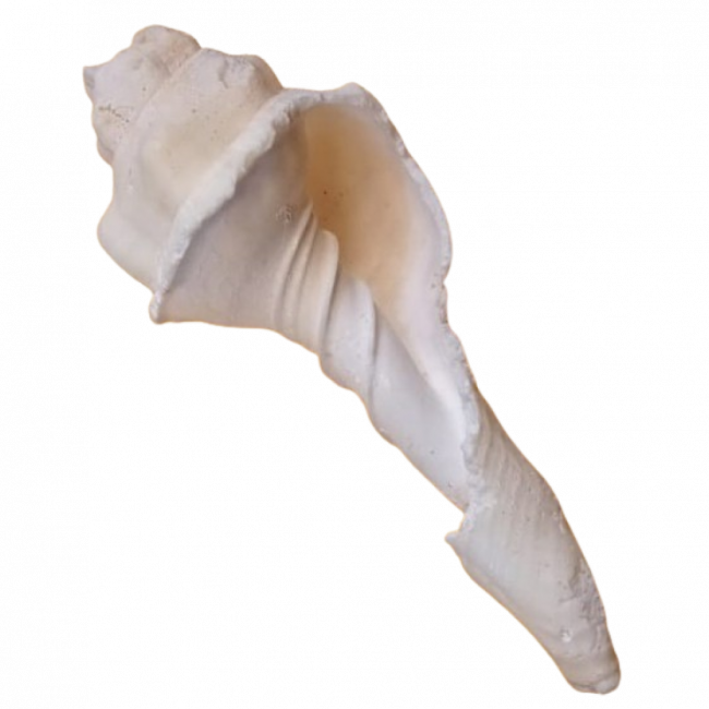 Concha espiral longa G