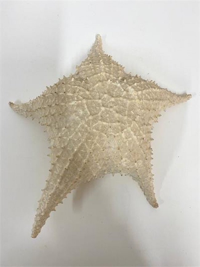 ED NATURAL ESTRELA DO MAR 28CM