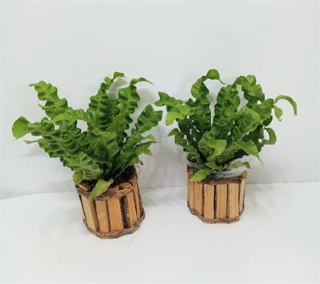 ED  PLANTA NATURAL  M