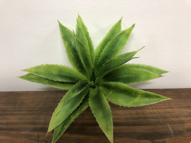 FOLHAGEM BROMELIA