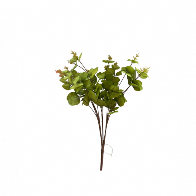EUCALIPTO VERDE VIVO UND