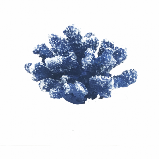CORAL AZUL