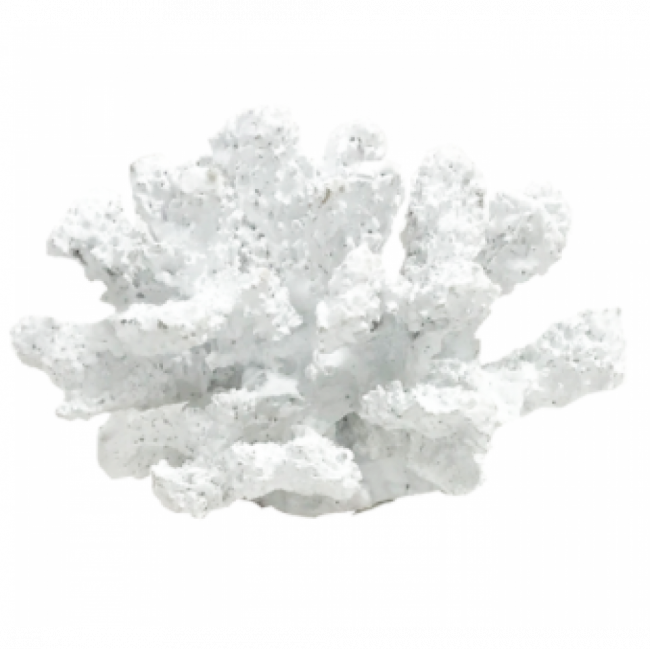 CORAL BRANCO