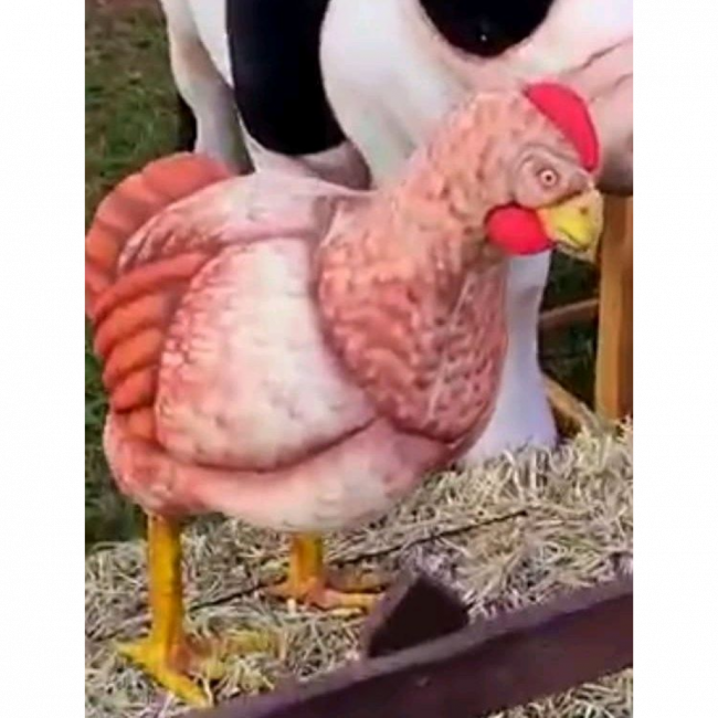 GALINHA