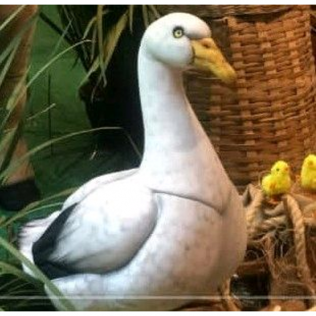 PATO FIBRA